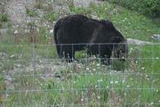 128 - Banff,Lake Louise,Morraine Lake  - IMG_0814